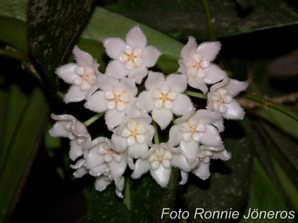 hoya Thomsonii